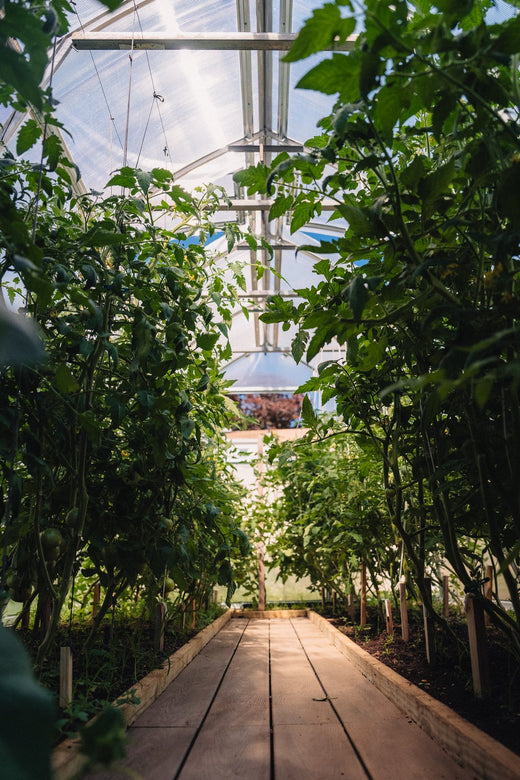 Tomato rows inside a customer's greenhouse