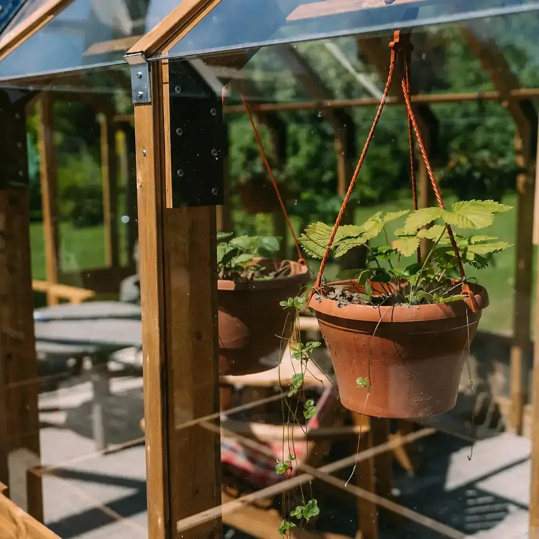 Hanging strawberries inside the Nordwood